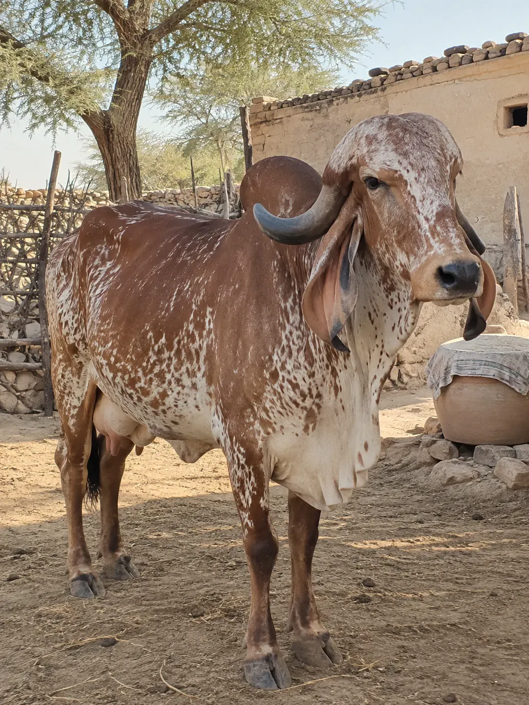 Illustration: a Gir cow standing in a small farmer's yard near Jodhpur at first light