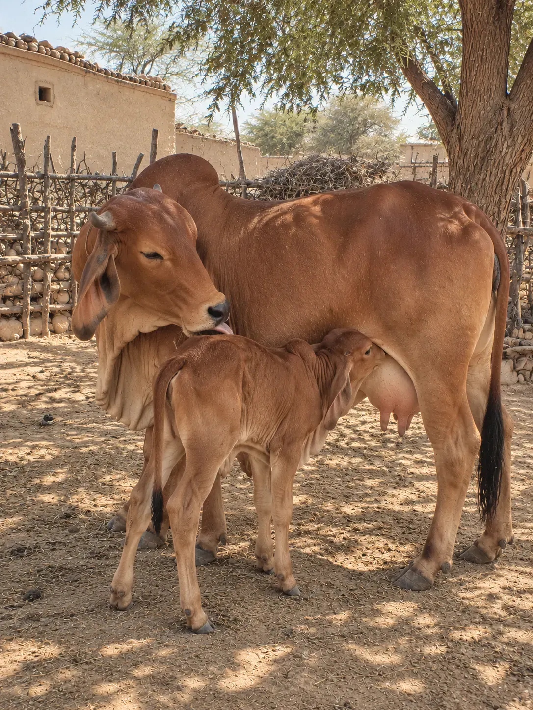 Illustration: a Sahiwal cow under a neem tree, turning to lick her calf